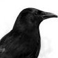 Crow1683